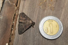 Hypenula cacuminalis