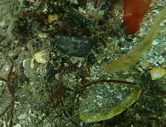 Aglaja ocelligera
