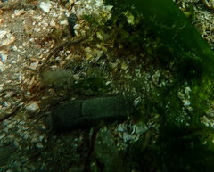 Aglaja ocelligera