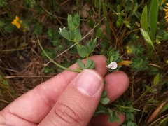 Lotus conimbricensis