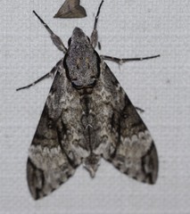 Psilogramma menephron