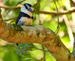 Notharchus swainsoni