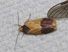 Heteroteucha dichroella