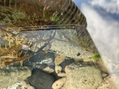 Holothuria atra