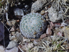 Mammillaria solisioides