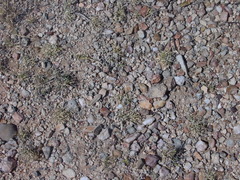 Mammillaria solisioides