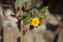 Lasianthaea macrocephala