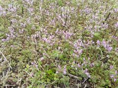 Lamium amplexicaule
