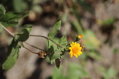 Lasianthaea macrocephala