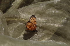 Pardopsis punctatissima