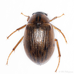Berosus signaticollis