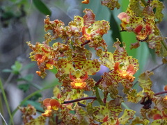 Cyrtopodium paniculatum