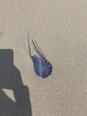 Physalia physalis