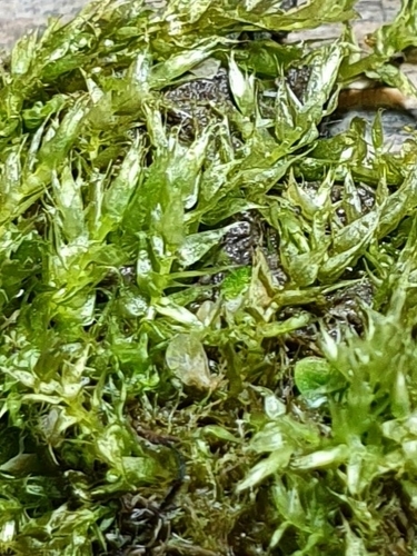Hygroamblystegium varium