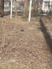 Corvus monedula