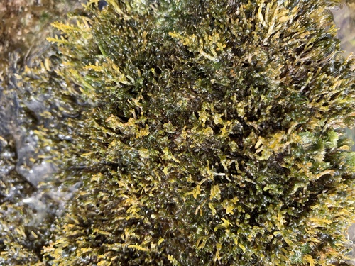 Palisada crustiformans observed 2021-04-11