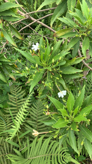 Scaevola chamissoniana