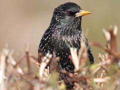 Sturnus vulgaris