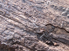 Macrosternodesmidae