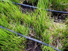 Juncus bolanderi