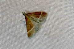 Pyrausta lethalis