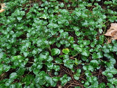 Mitchella repens
