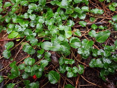 Mitchella repens