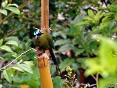 Momotus aequatorialis