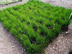 Juncus bolanderi