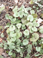 Alliaria petiolata