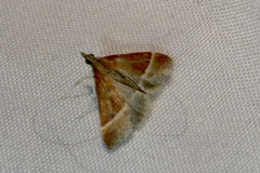 Pyrausta lethalis