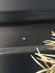 Tropidosteptes quercicola