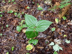 Trillium undulatum