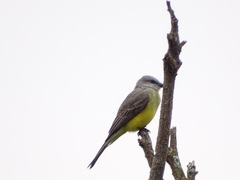 Tyrannus melancholicus