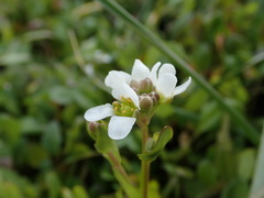 Cochlearia anglica
