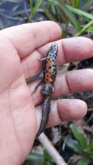 Lissotriton vulgaris