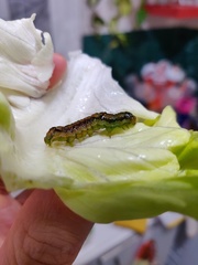 Helicoverpa armigera