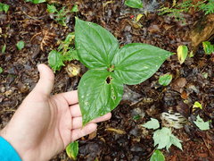 Trillium undulatum