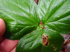 Trillium undulatum