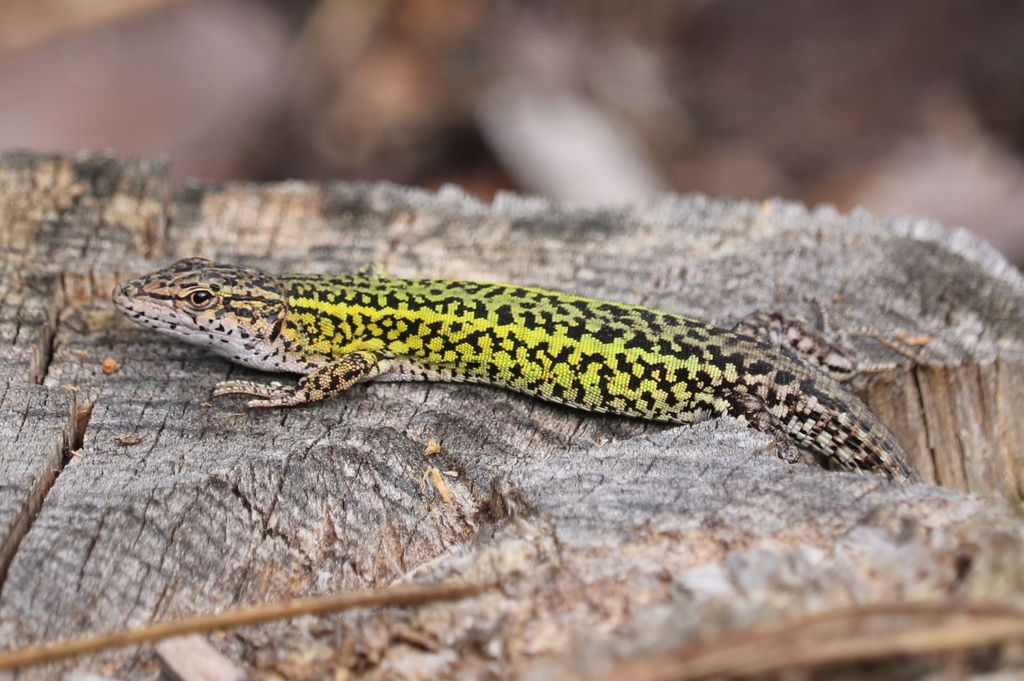 Carbonell's Wall Lizard