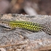 Podarcis carbonelli carbonelli - Photo (c) Vasco Duarte, osa oikeuksista pidätetään (CC BY-NC), lähettänyt Vasco Duarte