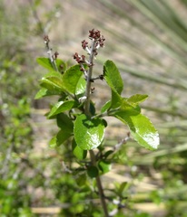 Sageretia wrightii