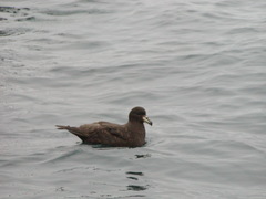 Procellaria westlandica