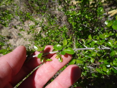 Sageretia wrightii