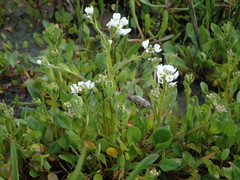 Cochlearia anglica