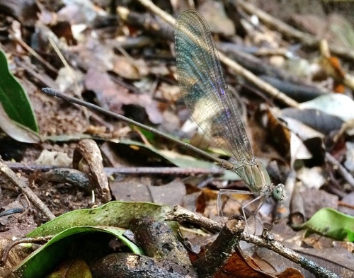 Photo of Glistening Demoiselle (Phaon iridipennis)