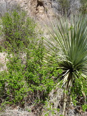 Sageretia wrightii