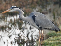 Ardea cinerea