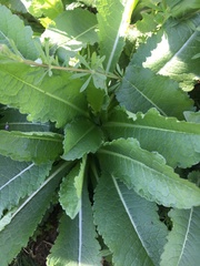 Dipsacus