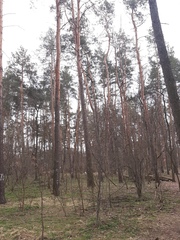 Pinus sylvestris